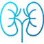 Kidney - Medical specialty icon