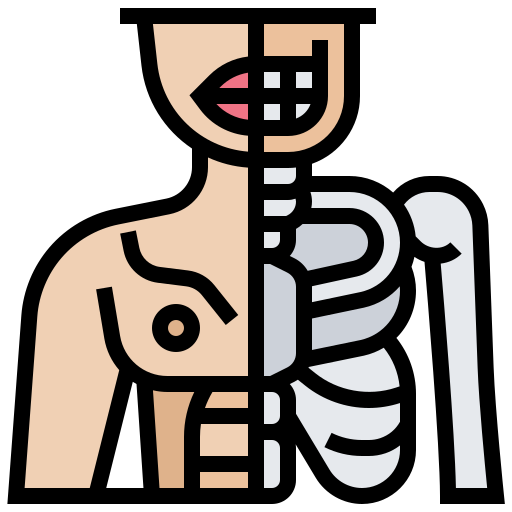 Anatomy
